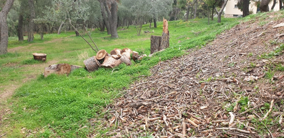 Συνένοχοι ο κ. Αμπατζόγλου και οι συνεργάτες του στο «έγκλημα» του Δάσους Συγγρού!