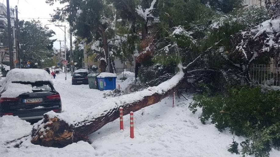 Ανακοίνωση του Δήμου Αγίας Παρασκευής για τις εργασίες αποκομιδής πεσμένων δέντρων