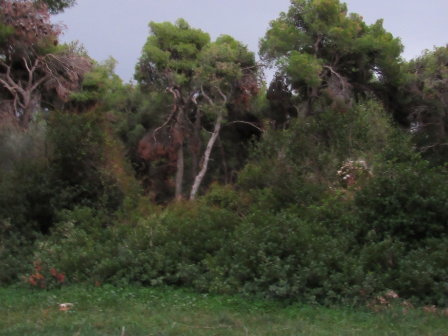 &Mu;. &Delta;&iota;&alpha;&kappa;&omicron;&lambda;&iota;&omicron;ύ: &Alpha;ί&tau;&eta;&mu;&alpha; &gamma;&iota;&alpha; &pi;&rho;&omicron; &eta;&mu;&epsilon;&rho;&eta;&sigma;ί&alpha;&sigmaf; &sigma;&upsilon;&zeta;ή&tau;&eta;&sigma;&eta; &mu;&epsilon; &theta;έ&mu;&alpha; &tau;&omicron; &delta;ά&sigma;&omicron;&sigmaf; &Sigma;&upsilon;&gamma;&gamma;&rho;&omicron;ύ