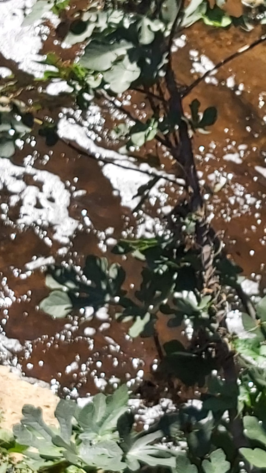 &Epsilon;&Kappa;&Tau;&Alpha;&Kappa;&Tau;&Omicron; - &Alpha;&pi;ό&tau;&omicron;&mu;&eta; &alpha;ύ&xi;&eta;&sigma;&eta; &upsilon;&delta;ά&tau;&omega;&nu; &kappa;&alpha;&iota; &alpha;&phi;&rho;&omicron;ί &sigma;&tau;&omicron;&nu; &Kappa;&eta;&phi;&iota;&sigma;ό (&beta;ί&nu;&tau;&epsilon;&omicron;)