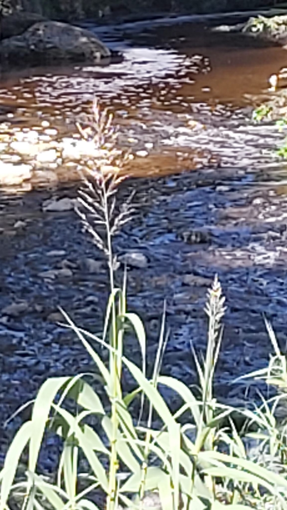 &Epsilon;&Kappa;&Tau;&Alpha;&Kappa;&Tau;&Omicron; - &Alpha;&pi;ό&tau;&omicron;&mu;&eta; &alpha;ύ&xi;&eta;&sigma;&eta; &upsilon;&delta;ά&tau;&omega;&nu; &kappa;&alpha;&iota; &alpha;&phi;&rho;&omicron;ί &sigma;&tau;&omicron;&nu; &Kappa;&eta;&phi;&iota;&sigma;ό (&beta;ί&nu;&tau;&epsilon;&omicron;)