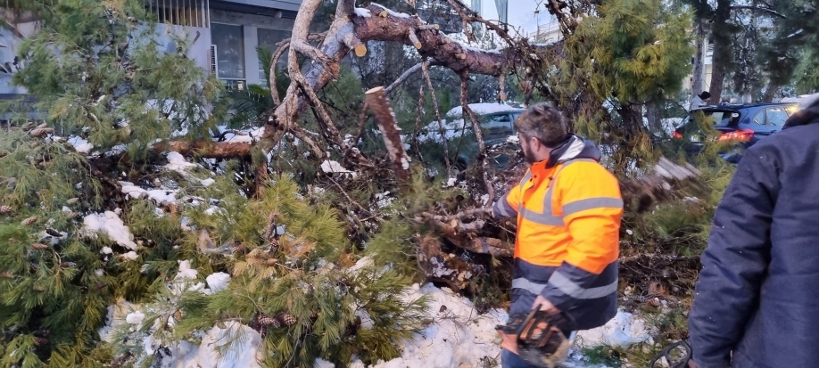 Εκατοντάδες δέντρα, κυρίως πεύκα, χάθηκαν στο Χαλάνδρι λόγω της κακοκαιρίας