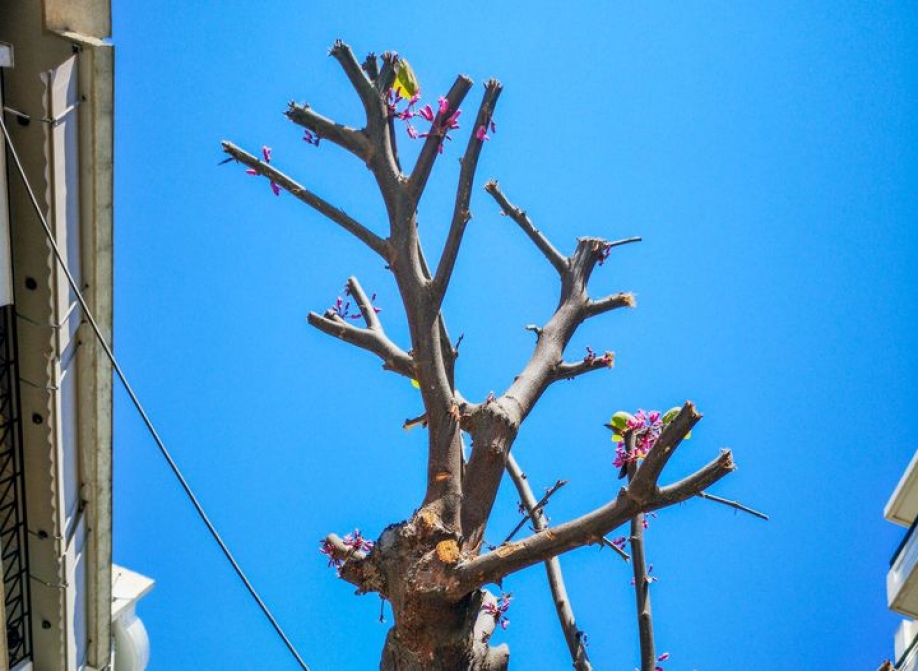 &Tau;&rho;&iota;ά&nu;&tau;&alpha; &pi;&epsilon;&rho;&iota;&beta;&alpha;&lambda;&lambda;&omicron;&nu;&tau;&iota;&kappa;έ&sigmaf; &omicron;&rho;&gamma;&alpha;&nu;ώ&sigma;&epsilon;&iota;&sigmaf; &zeta;&eta;&tau;&omicron;ύ&nu; &nu;&alpha; &sigma;&tau;&alpha;&mu;&alpha;&tau;ή&sigma;&epsilon;&iota; &eta; &kappa;&alpha;&tau;&alpha;&sigma;&tau;&rho;&omicron;&phi;ή &tau;&omega;&nu; &alpha;&sigma;&tau;&iota;&kappa;ώ&nu; &delta;έ&nu;&tau;&rho;&omega;&nu;