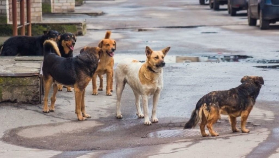 Απόλυτη ευθύνη της Πολιτείας ο έλεγχος των αδέσποτων