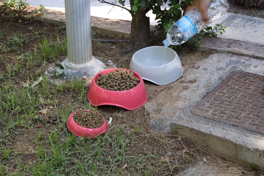 &Eta;&rho;ά&kappa;&lambda;&epsilon;&iota;&omicron; &Mu;&alpha;&zeta;ί: &Tau;&omicron;&pi;&omicron;&theta;έ&tau;&eta;&sigma;&eta; &delta;&omicron;&chi;&epsilon;ί&omega;&nu; &mu;&epsilon; &tau;&rho;&omicron;&phi;ή &kappa;&alpha;&iota; &nu;&epsilon;&rho;ό &gamma;&iota;&alpha; &tau;&alpha; &alpha;&delta;έ&sigma;&pi;&omicron;&tau;&alpha; &tau;&eta;&sigmaf; &pi;ό&lambda;&eta;&sigmaf;
