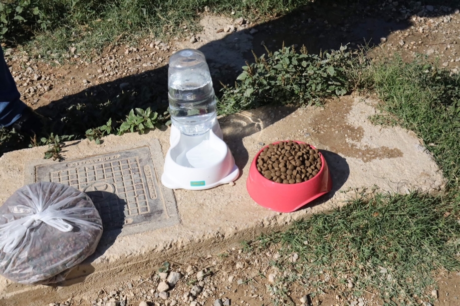 Ηράκλειο Μαζί: Τοποθέτηση δοχείων με τροφή και νερό για τα αδέσποτα της πόλης