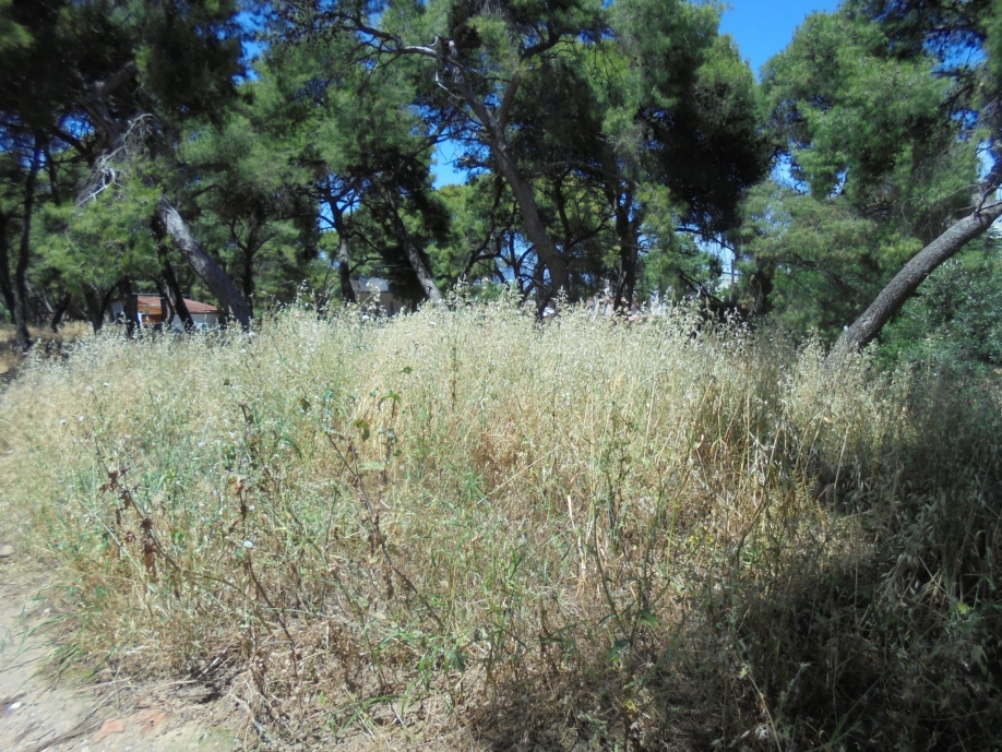 &ldquo;&Pi;&upsilon;&rho; &kappa;&alpha;&iota; &mu;&alpha;&nu;ί&alpha;&rdquo; &omicron;&iota; &kappa;ά&tau;&omicron;&iota;&kappa;&omicron;&iota; &kappa;&alpha;&tau;ά &tau;&omicron;&upsilon; &Tau;ά&sigma;&omicron;&upsilon; &Mu;&alpha;&upsilon;&rho;ί&delta;&eta;