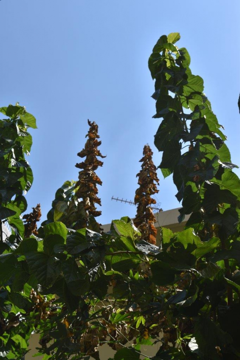 &Xi;&epsilon;&rho;&alpha;&mu;έ&nu;&epsilon;&sigmaf; &mu;&omicron;&upsilon;&rho;&iota;έ&sigmaf; - &Zeta;&eta;&tau;&epsilon;ί&tau;&alpha;&iota; &alpha;&nu;&tau;&iota;&mu;&epsilon;&tau;ώ&pi;&iota;&sigma;&eta;