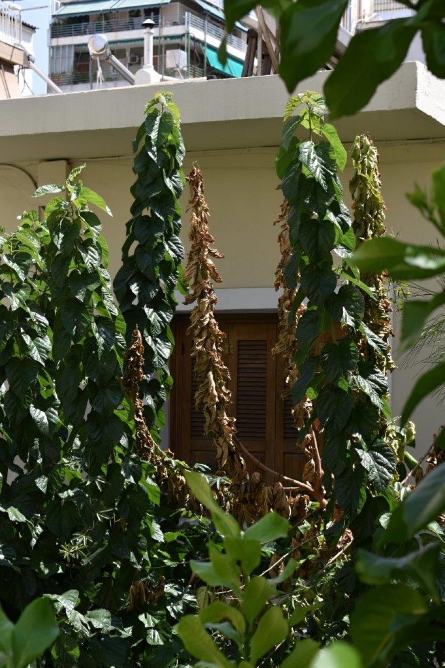 &Xi;&epsilon;&rho;&alpha;&mu;έ&nu;&epsilon;&sigmaf; &mu;&omicron;&upsilon;&rho;&iota;έ&sigmaf; - &Zeta;&eta;&tau;&epsilon;ί&tau;&alpha;&iota; &alpha;&nu;&tau;&iota;&mu;&epsilon;&tau;ώ&pi;&iota;&sigma;&eta;