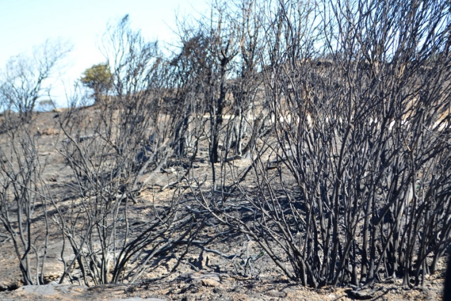 &Epsilon;&pi;ί&sigma;&kappa;&epsilon;&psi;&eta; &tau;&omicron;&upsilon; &kappa;&lambda;&iota;&mu;&alpha;&kappa;ί&omicron;&upsilon; &tau;&omicron;&upsilon; &Sigma;&Upsilon;&Rho;&Iota;&Zeta;&Alpha; &Pi;&Sigma; &mu;&epsilon; &epsilon;&pi;&iota;&kappa;&epsilon;&phi;&alpha;&lambda;ή&sigmaf; &tau;&omicron;&upsilon;&sigmaf; &beta;&omicron;&upsilon;&lambda;&epsilon;&upsilon;&tau;έ&sigmaf; &Pi;ά&nu;&omicron; &Sigma;&kappa;&omicron;&upsilon;&rho;&lambda;έ&tau;&eta; &kappa;&alpha;&iota; &Gamma;&iota;ώ&rho;&gamma;&omicron; &Kappa;&alpha;&tau;&rho;&omicron;ύ&gamma;&kappa;&alpha;&lambda;&omicron; &sigma;&tau;&eta;&nu; &pi;&upsilon;&rho;ό&pi;&lambda;&eta;&kappa;&tau;&eta; &Pi;&epsilon;&nu;&tau;έ&lambda;&eta;