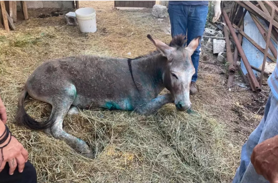 &Epsilon;&Kappa;&Tau;&Alpha;&Kappa;&Tau;&Omicron; - &Sigma;&epsilon; &epsilon;&upsilon;&theta;&alpha;&nu;&alpha;&sigma;ί&alpha; &omicron;&delta;&eta;&gamma;&epsilon;ί&tau;&alpha;&iota; &tau;&omicron; &gamma;&alpha;ϊ&delta;&omicron;&upsilon;&rho;ά&kappa;&iota; &pi;&omicron;&upsilon; &kappa;&alpha;&kappa;&omicron;&pi;&omicron;ί&eta;&sigma;&epsilon; &omicron; &Alpha;&nu;&tau;&iota;&delta;ή&mu;&alpha;&rho;&chi;&omicron;&sigmaf; &Zeta;ί&tau;&sigma;&alpha;&sigmaf;
