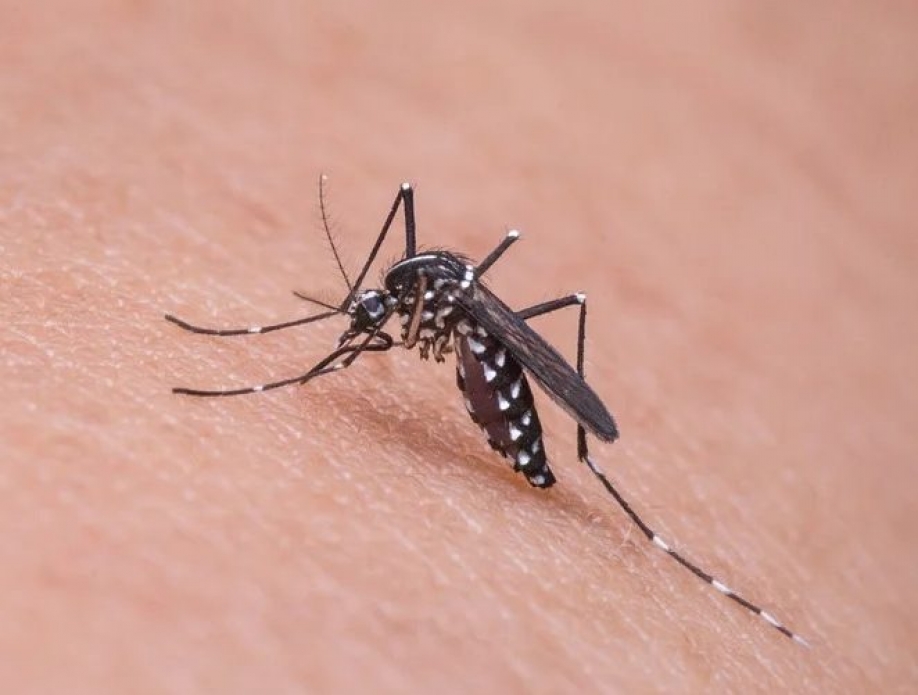 &Delta;ύ&nu;&alpha;&mu;&eta; &Zeta;&omega;ή&sigmaf;: &Sigma;&tau;&omicron; έ&lambda;&epsilon;&omicron;&sigmaf; &tau;&omega;&nu; &kappa;&omicron;&upsilon;&nu;&omicron;&upsilon;&pi;&iota;ώ&nu; &omicron;&iota; &pi;&omicron;&lambda;ί&tau;&epsilon;&sigmaf; &tau;&eta;&sigmaf; &Alpha;&tau;&tau;&iota;&kappa;ή&sigmaf; &mu;&epsilon; &epsilon;&upsilon;&theta;ύ&nu;&eta; &tau;&omicron;&upsilon; &kappa;. &Pi;&alpha;&tau;&omicron;ύ&lambda;&eta;