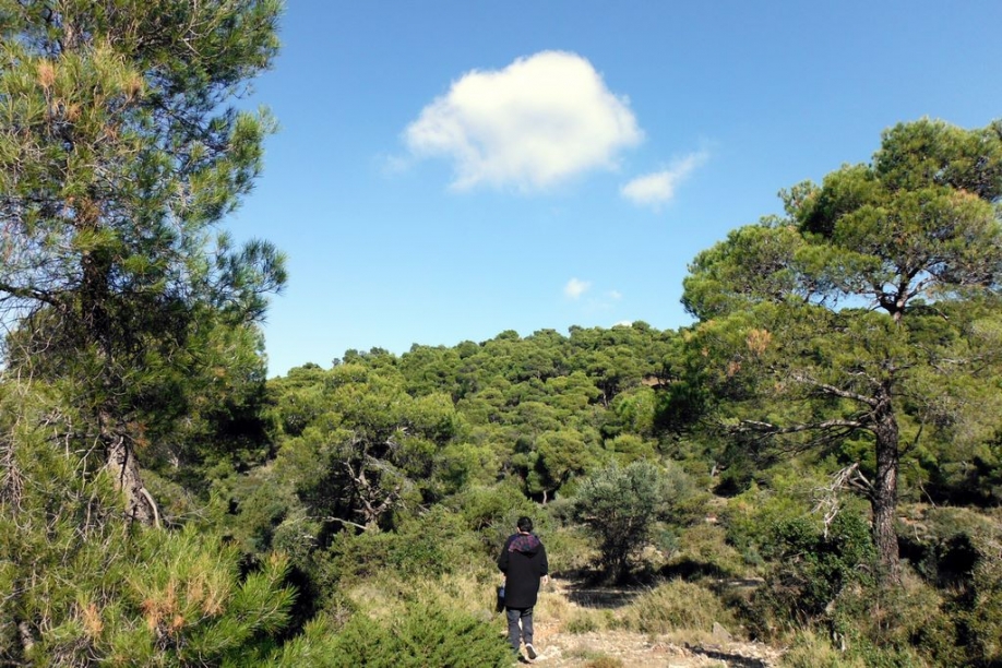 Δήμος Σαρωνικού: Έναρξη εγγραφών εθελοντών για τη φύλαξη του δάσους Κουβαρά