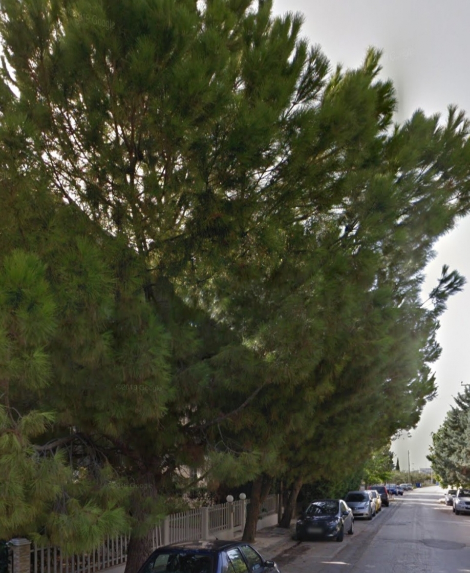 &Delta;&epsilon;&nu; &theta;&alpha; &alpha;&phi;ή&sigma;&omicron;&upsilon;&nu; &omicron;ύ&tau;&epsilon; &pi;&epsilon;ύ&kappa;&omicron; &sigma;&tau;&eta;&nu; &Pi;&epsilon;ύ&kappa;&eta;,&lambda;έ&epsilon;&iota; &eta; "&Alpha;&nu;&alpha;&nu;έ&omega;&sigma;&eta; &kappa;&alpha;&iota; &Sigma;&upsilon;&nu;&epsilon;&rho;&gamma;&alpha;&sigma;ί&alpha;"