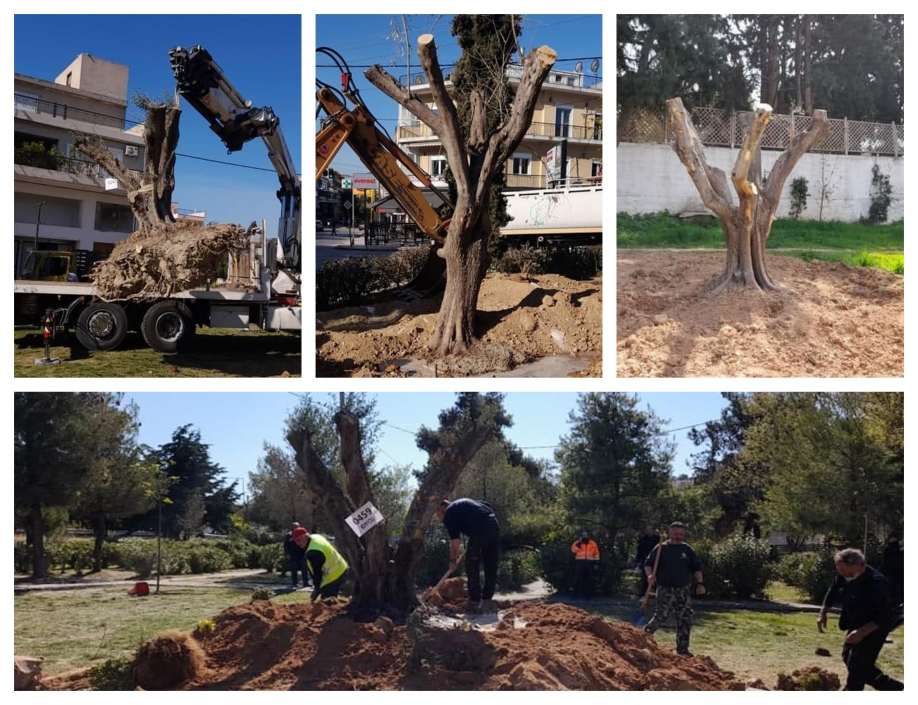 Ακόμα τρεις αιωνόβιες ελιές μεταφυτεύτηκαν σε πάρκα του Δήμου Ηρακλείου Αττικής