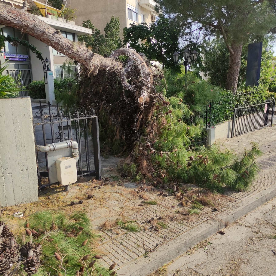 Αυθαίρετο κόψιμο μεγάλου πεύκου καταγγέλουν κάτοικοι της οδού Δεξαμενής