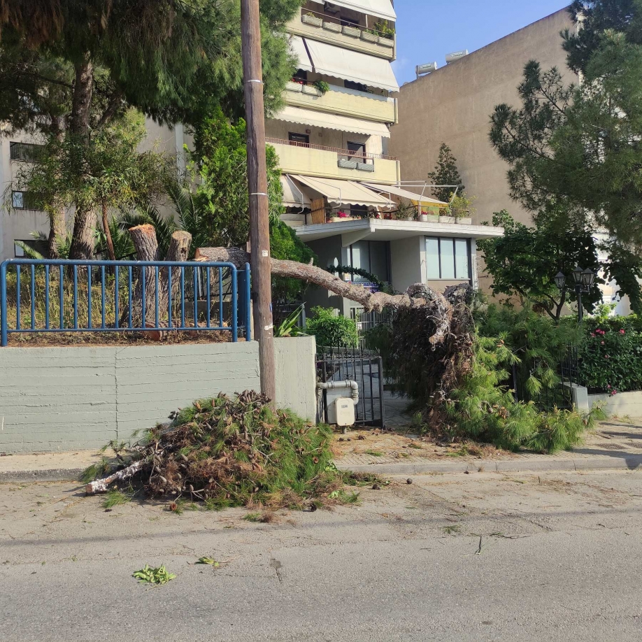 Αυθαίρετο κόψιμο μεγάλου πεύκου καταγγέλουν κάτοικοι της οδού Δεξαμενής