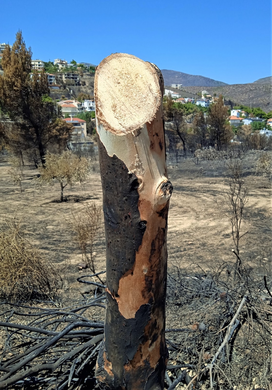 “Ξεκίνησε ο χορός των επικερδών εργολαβιών στην Πεντέλη” καταγγέλλουν σύλλογοι της περιοχής