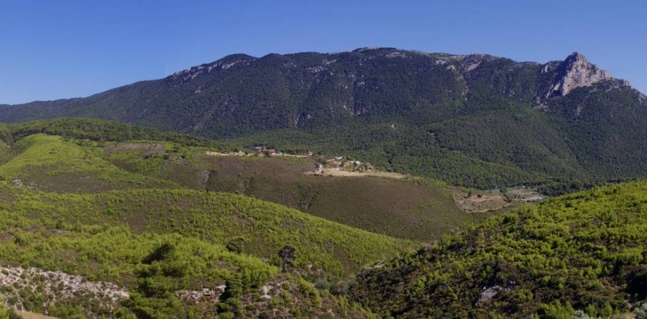 Την Οικονομική Ενίσχυση του Δασικού Συνεταιρισμού Μεγάρων ζητά ο Δήμαρχος