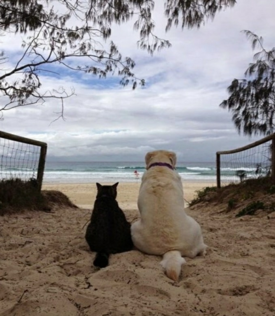 &Omicron; &Delta;ή&mu;&omicron;&sigmaf; &Nu;έ&alpha;&sigmaf; &Iota;&omega;&nu;ί&alpha;&sigmaf; &gamma;&iota;&alpha; &tau;&alpha; &alpha;&delta;έ&sigma;&pi;&omicron;&tau;&alpha;