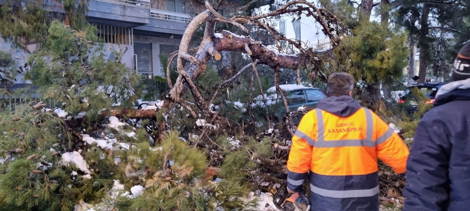 Δήμος Χαλανδρίου: Ενημέρωση για τα πεσμένα δέντρα και τα σπασμένα κλαδιά